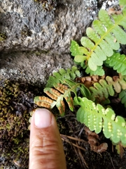 Polypodium saximontanum