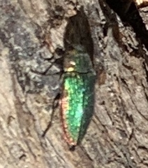 Buprestis adjecta