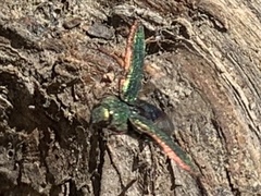 Buprestis adjecta