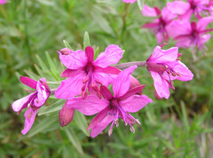 Chamaenerion fleischeri