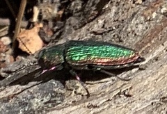 Buprestis adjecta