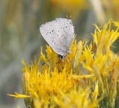 Satyrium sylvinus