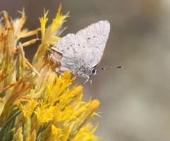 Satyrium sylvinus