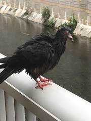 Columba livia domestica