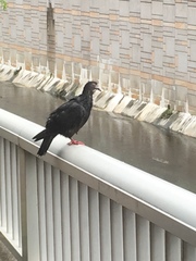 Columba livia domestica