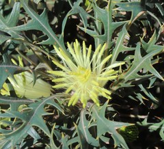 Banksia armata