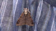 Melipotis famelica