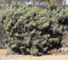 Banksia armata