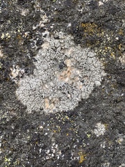 Lecanora gangaleoides