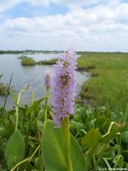 Pontederia sagittata