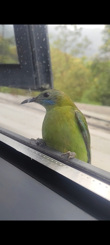 Orange-bellied Leafbird