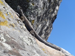Sceloporus dugesii