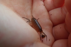 Traskorchestia traskiana