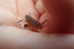 Traskorchestia traskiana