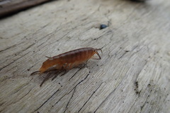 Traskorchestia traskiana