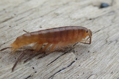 Traskorchestia traskiana