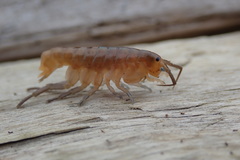 Traskorchestia traskiana