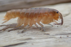 Traskorchestia traskiana