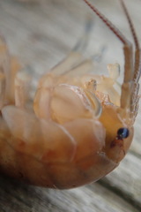 Traskorchestia traskiana