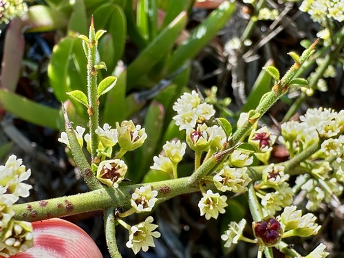 Image of Adolphia californica by (c) Henrik Kibak, some rights reserved (CC BY)