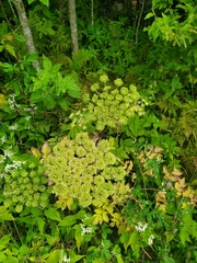 Angelica triquinata