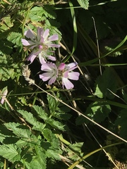 Sidalcea calycosa rhizomata