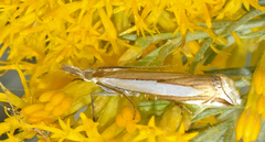 Crambus cyrilellus