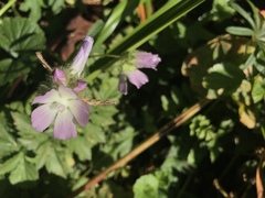Sidalcea calycosa rhizomata