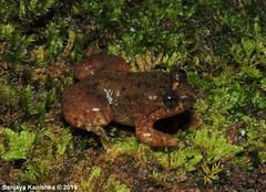 Lankanectes corrugatus
