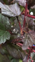Prenolepis imparis