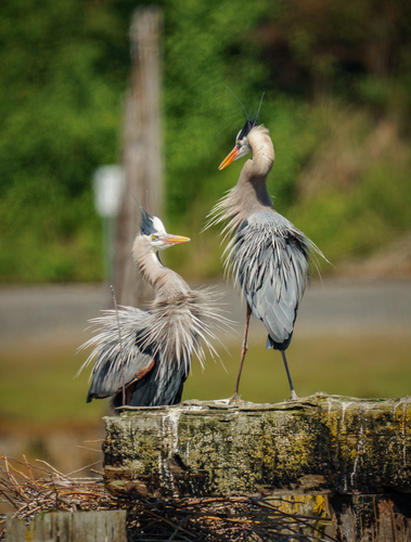Great Blue Heron photographed in Washington