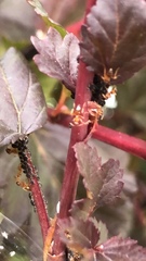 Prenolepis imparis