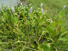 Pontederia sagittata