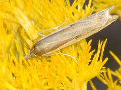 Crambus cyrilellus