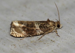 Olethreutes appendiceum