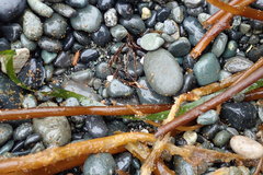 Traskorchestia traskiana