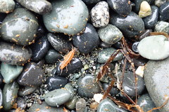 Traskorchestia traskiana