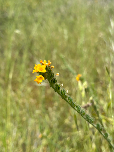 iNaturalist observation photo of Common Fiddleneck