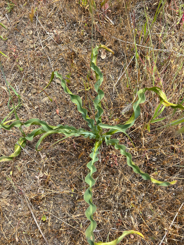 iNaturalist observation photo of wavy-leafed soap plant