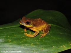 Pseudophilautus asankai