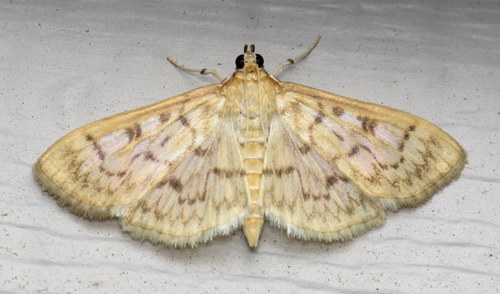 Herpetogramma abdominalis · iNaturalist