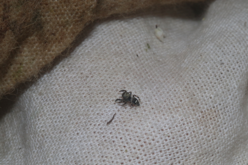 jumping spiders