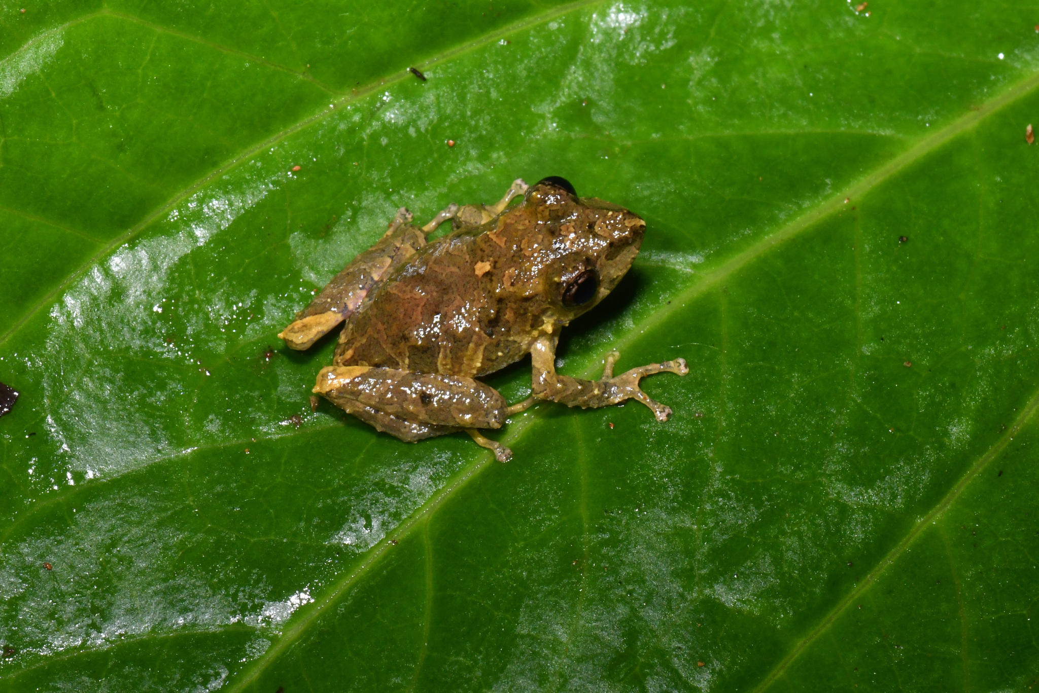 Pristimantis penelopus