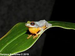 Pseudophilautus asankai