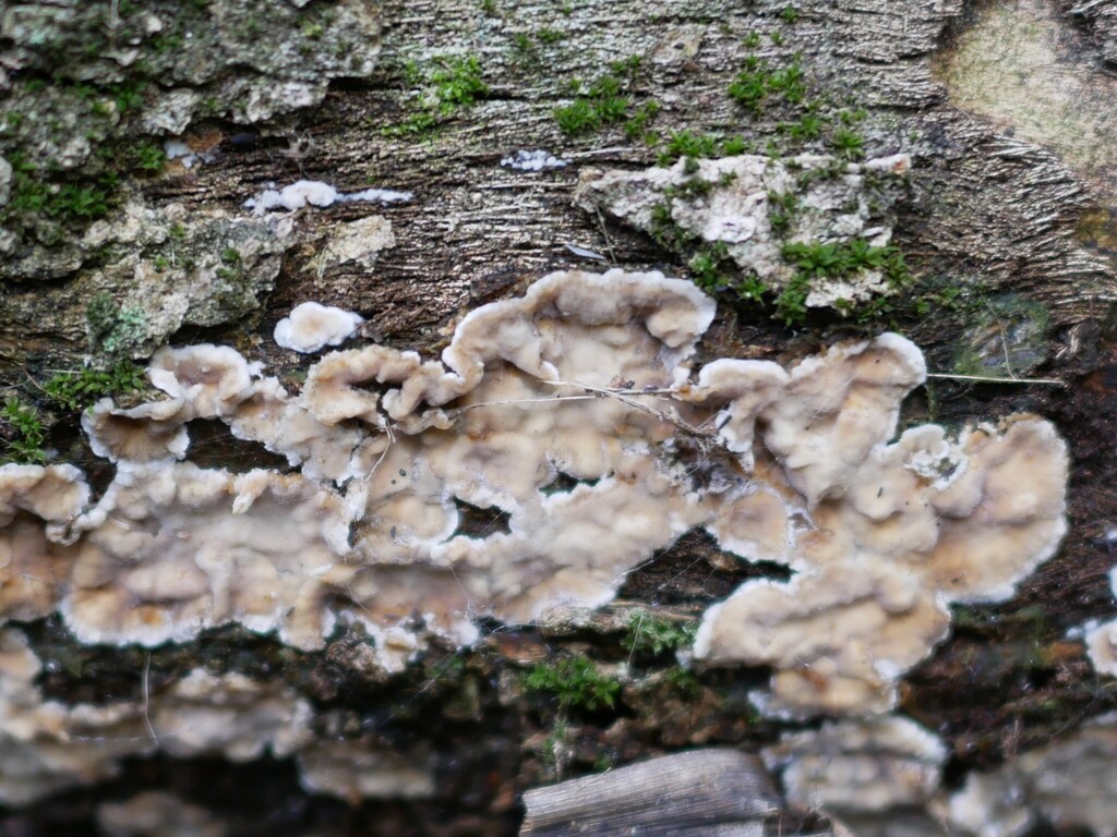 Chondrostereum purpureum · May 2025 · photo: © alice_shanks (iNaturalist, cc-by)