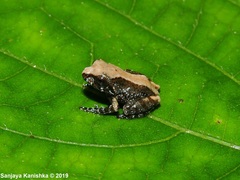 Pseudophilautus microtympanum