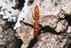 Pseudomyrmex apache