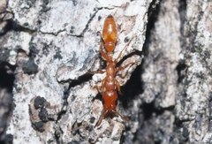 Pseudomyrmex apache