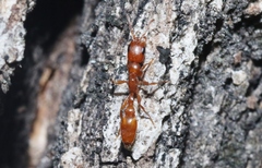 Pseudomyrmex apache