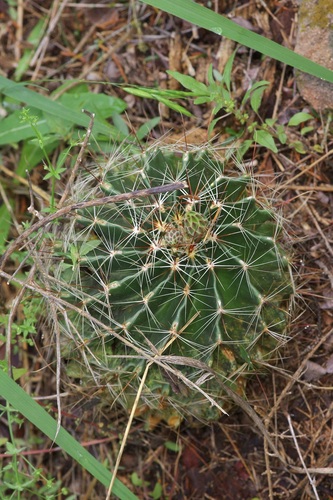 Thelocactus setispinus